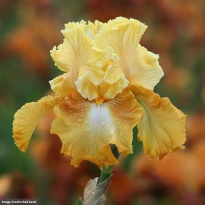 Bearded Iris – Honeycomb – #1 Container