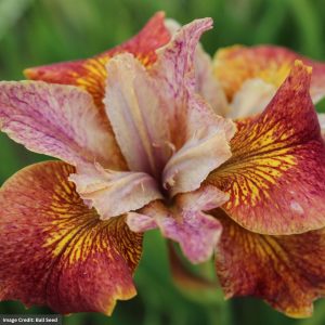 Siberian Iris – Paprikash – #1 Container