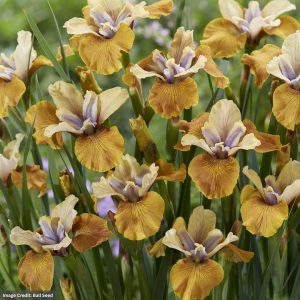Siberian Iris – Colonel Mustard – #1 Container