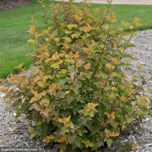 Ninebark – Amber Jubilee™ – #3 Container