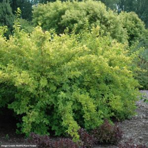 Ninebark – Lemon Candy – #3 Container