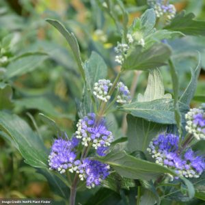 Caryopteris – Beyond Midnight® – #2 Container