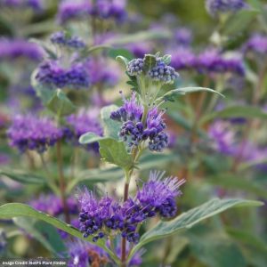 Caryopteris – Dark Knight – #3 Container