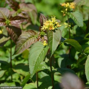 Bush Honeysuckle – Kodiak® Black – #3 Container