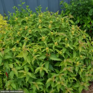 Bush Honeysuckle – Kodiak® Orange – #3 Container