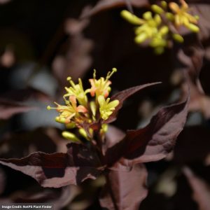 Bush Honeysuckle – Nightglow – #3 Container