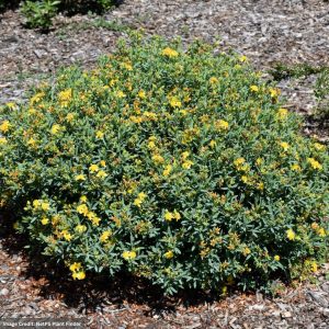 St. John’s Wort – Cobalt N Gold – #2 Container