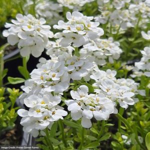 Candytuft (Iberis sempervirens) - White Shadows - 2 Qt Container