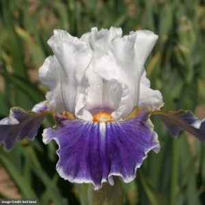 Bearded Iris - Dazzling - #1 Container
