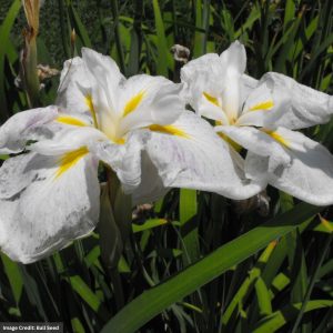 Japanese Iris - White Ladies - #2 Container