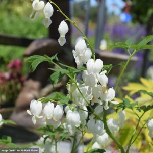 Bleeding Heart (Lamprocapnos Spectabilis Alba) – White – #2 Container