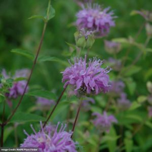 Wild Beebalm (Monarda Fistulosa) – #1 Container