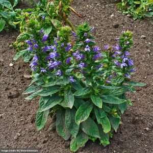 Cardinal Flower (Lobelia) - Blue Selection - #1 Container