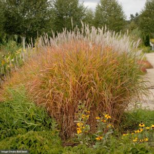 Flame Grass (Miscanthus Purpurascens) – #3 Container