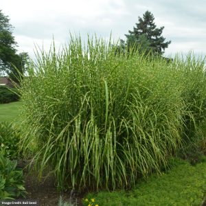 Porcupine Grass (Miscanthus Strictus) - #3 Container