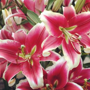 Lily (Lilium) - Flashpoint - #2 Container