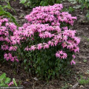 Bee Balm (Monarda) – Electric Neon Coral – #1 Container