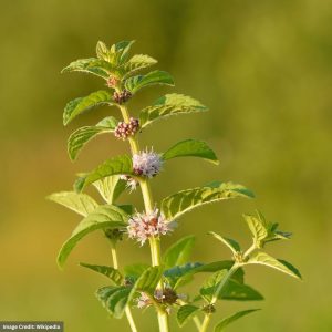 Field Mint (Mentha Arvensis) – 3.25″ Container