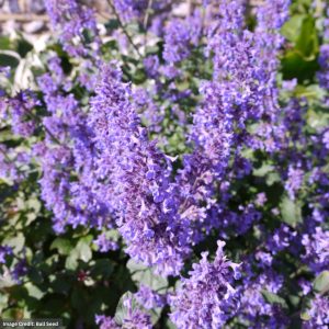 Catmint (Nepeta grandiflora) - Summer Magic - #1 Container