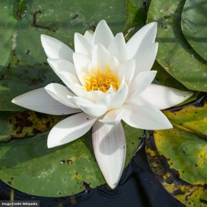Water Lily (Nymphaea) – Albatross – 4″ Pot