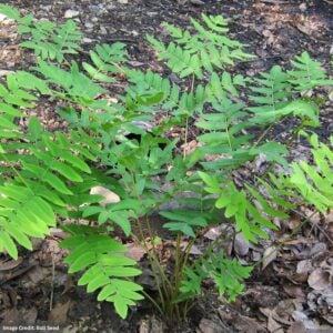 Royal Fern (Osmunda Regalis) – Spectabilis – #1 Container