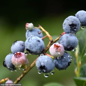 Blueberry Highbush – Blueray – #3 Container