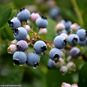 Blueberry Highbush – Bluecrop – #3 Container