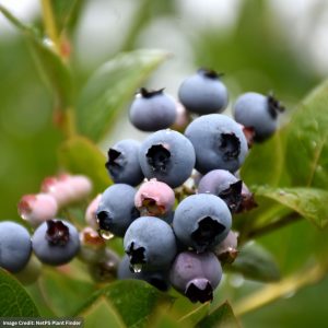Blueberry Highbush – Patriot – #3 Container