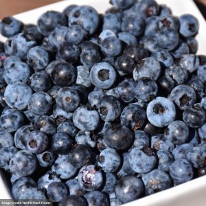 Blueberry Lowbush – Burgundy – #1 Container