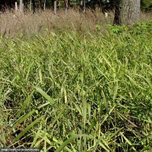 Switch Grass (Panicum) - Shenandoah - #3 Container