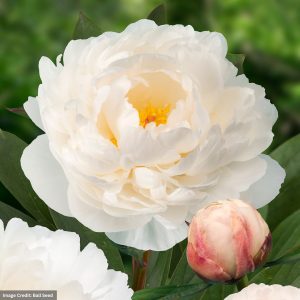 Garden Peony (Paeonia Lactiflora) - Allan Rogers - #2 Container