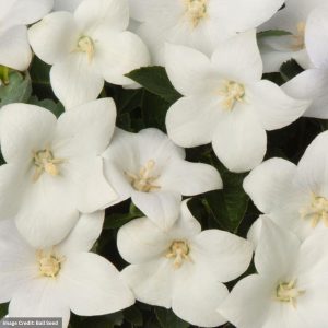 Balloon Flower (Platycodon) - Twinkle White - #1 Container