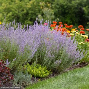 Russian Sage (Perovskia atriplicifolia) - Jelena - #1 Container