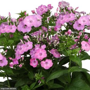 Garden Phlox (Phlox paniculata) - Flame® Pro Rose Pink - #1 Container
