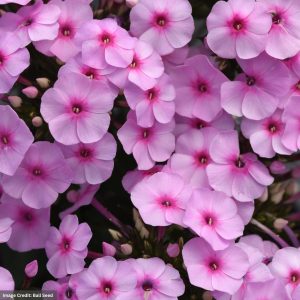 Garden Phlox (Phlox paniculata) - Super Ka Pow™ Blue - #1 Container