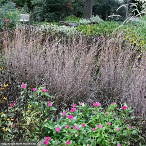 Little Blue Stem Grass (Schizachyrium) – Standing Ovation – #2 Container