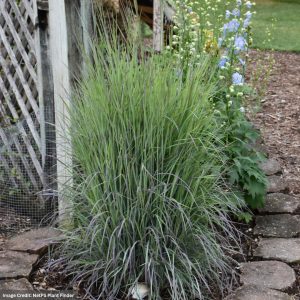 Little Bluestem Grass (Schizachyrium) – Twilight Zone – #2 Container