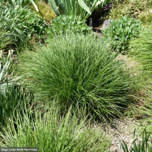 Autumn Moor Grass (Sesleria Autumnalis) – #1 Container
