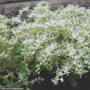 Stonecrop (Sedum ternatum) – Larinem Park – 1 Qt Container