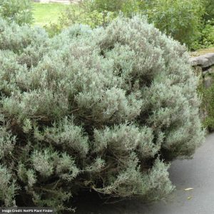 Cotton Lavender (Santolina Chamaecyparissus) – 2 Qt Container