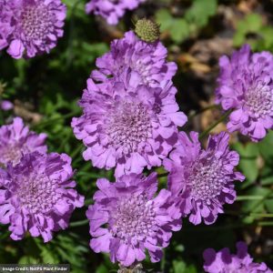 Dwarf Pincushion Flower (Scabiosa columbaria) – Flutter™ Rose Pink