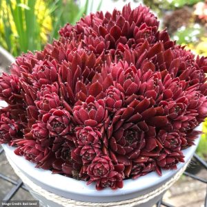 Hens and Chicks (Sempervivum) – Coral Red – 1 Qt Container