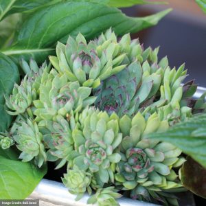 Hens and Chicks (Sempervivum) – Hippie Chicks – 1 Qt Container