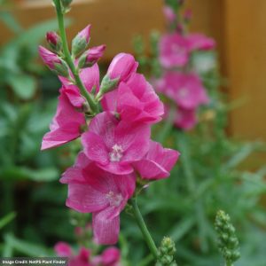 Prairie Mallow (Sidalcea) – Brilliant – #1 Container