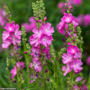 Prairie Mallow (Sidalcea) - Candy Girl - #1 Container