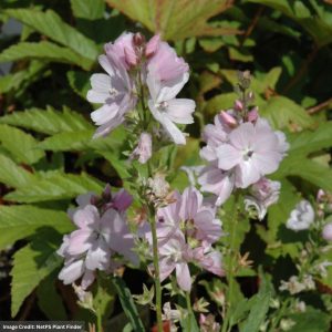 Prairie Mallow (Sidalcea) – Elsie Heugh – #1 Container