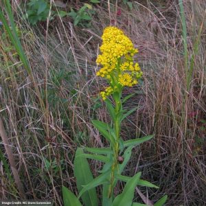 Goldenrod (Solidago Sempervirens) - Seaside - 3.25" Container