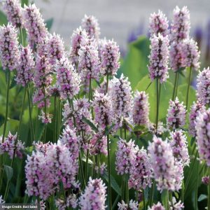 Betony (Stachys) - Summer Crush - #1 Container