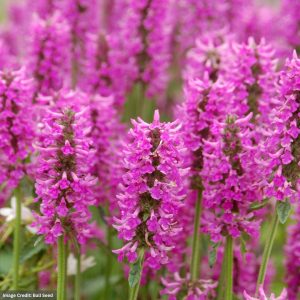 Betony (Stachys) - Summer Romance - #1 Container