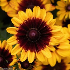 Black Eyed Susan (Rudbeckia Hirta) - Pawnee Spirit - #1 Container